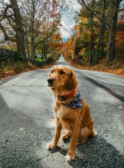 Discount Kiel James Patrick Narragansett Lifeguard Dog Collar