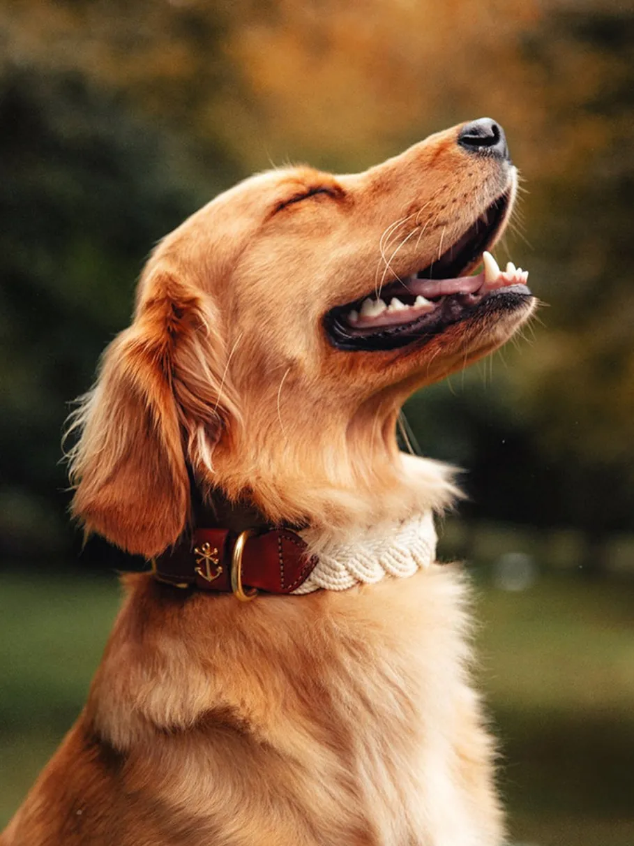 Best Kiel James Patrick The Knotty Dog Collar- White